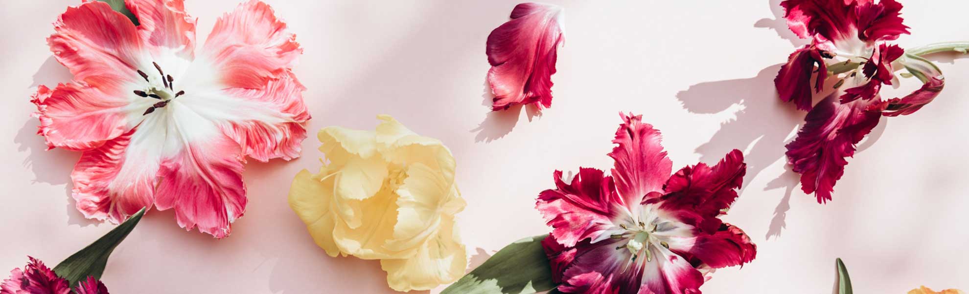 Benefits of giving flowers. Various colorful flowers, including pink, white, and yellow blossoms, are scattered on a light pink surface.